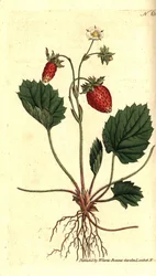Wald-Erdbeere, Fragaria vesca