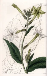 Flügeltabak oder Ziertabak (Stich von S. Watts, Illustration von Sarah Anne Drake)