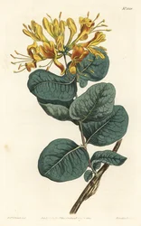 Gelbblühendes Geißblatt