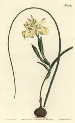 Gelbe essbare Moraea, Moraea fugax (Moraea edulis). Handkolorierte Kupferstichgravur von F. Sansom Jr. nach einer Illustration von Sydenham Edwards aus William Curtis