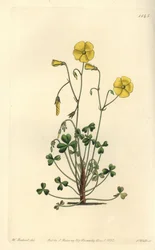 Gelber Sauerklee, Oxalis micrantha
