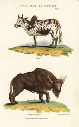 Zebu und Bison
