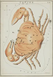 Krebs, Illustration aus 