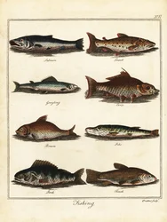 Fischen: Lachs, Forelle, Äsche, Karpfen, Brachse, Hecht, Barsch, Schleie. 1792