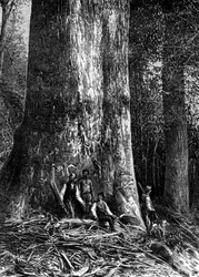 Rieseneukalyptus, Australien, 1886