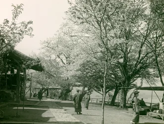 Kirschblüten in der Stadt Otsu, Honshu-Insel, um 1900 - 1915
