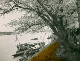 Blühender Kirschbaum am Teich im Mukojima Hyakkaen, um 1900 - 1915