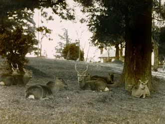 Damwild im Kasauga Taisha Park, Nara, um 1900 - 1915