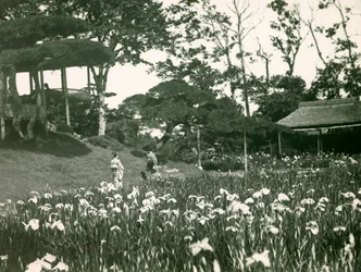 Der Irisgarten Horikiri Shobuen in Tokio, um 1900-1915