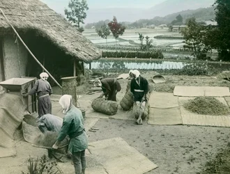 Bauern beim Reisworfeln am Rand von Reisfeldern in Japan, um 1900 - 1915 (Fotografie)
