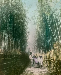 Junge Frau in einem Bambusspross, um 1900 - 1915
