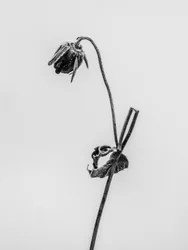 Mitten in den Blumen 12, 2021
