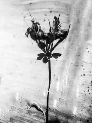 Mitten in den Blumen 14