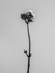 Mitten in den Blumen 16
