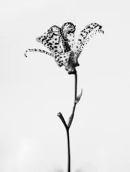 Mitten in den Blumen 18, 2021