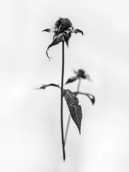 Mitten in den Blumen 28