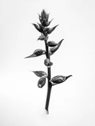 Mitten in den Blumen 35, 2021