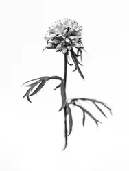 Mitten in den Blumen 36