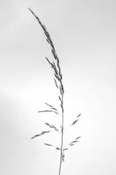Mitten in den Blumen 45