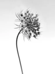 Mitten in den Blumen 52, 2021