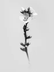 Mitten in den Blumen 55