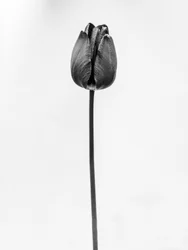 Mitten in den Blumen 63