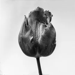Mitten in den Blumen 64