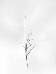 Mitten in den Blumen 79, 2021