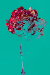 Hortensie, 2018
