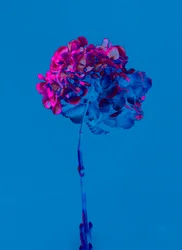 Hortensie 2