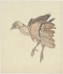 Toter Vogel (Rebhuhn?)