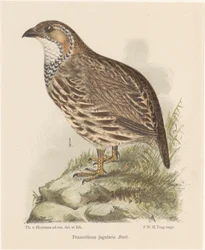 Rebhuhn (francolinus jugularis)