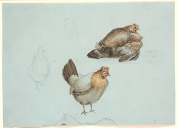 Hühner. Studie