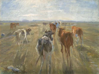 Lange Schatten. Rinder auf der Insel Saltholm
