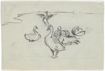 Studie von Gänsen