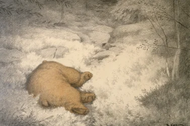 Der Bär schläft in der Blaubeerheide