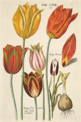 Tulpen. Aus Florilegium novum, hoc est Variorum Maximeque Radiorum Florum ac Plantorum