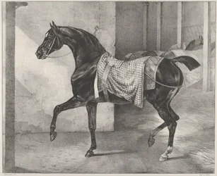 Schwarzes Pferd, in einem Stall angebunden