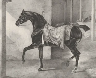 Schwarzes Pferd im Stall angebunden, 1822