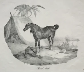 Arabisches Pferd