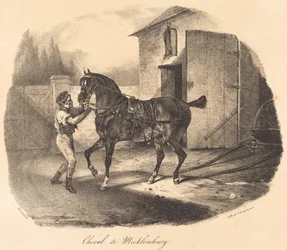Pferd aus Mecklenburg