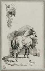 Schimmel