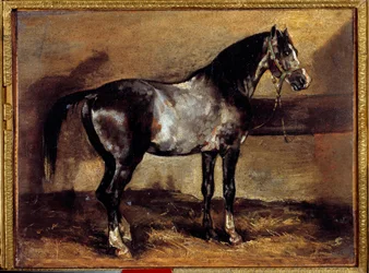 Graues Pferd am Futtertrog