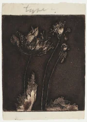 Letzte Mohnblumen