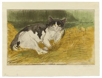 Alter Schwarz-Weiß-Kater im Gras
