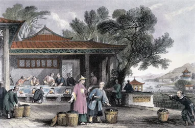 Der Anbau und die Zubereitung von Tee, China, 1843