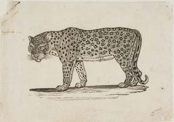 Leopard