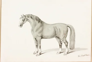 Das schwarze Pferd