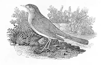 Die Nachtigall (Luscinia megarhynchos) aus der 