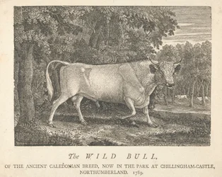 Der wilde Stier der alten kaledonischen Rasse, jetzt im Park von Chillingham-Castle, Northumberland